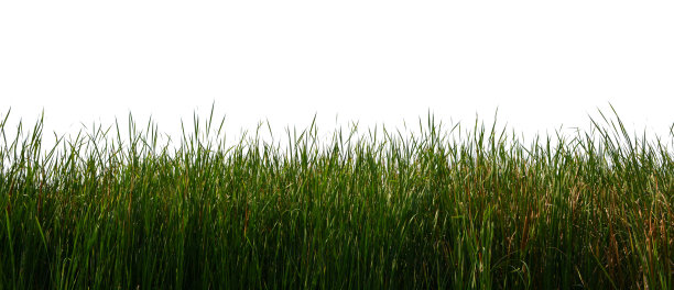 高大的草孤立在白色的背景上图片下载