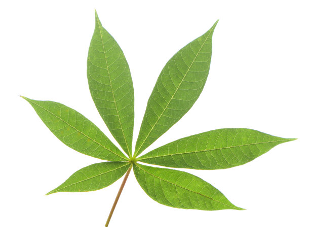 热带绿叶图片下载