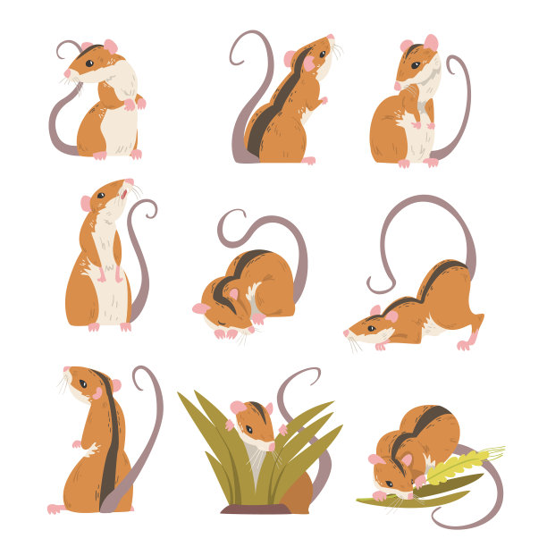 田鼠是一种小型啮齿类动物，有长长的尾巴图片下载