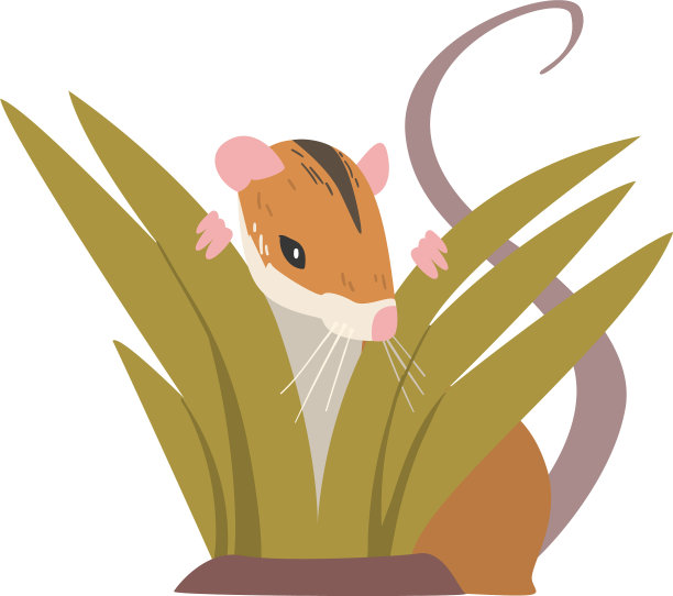 田鼠是一种小型啮齿类动物，有长长的尾巴图片下载