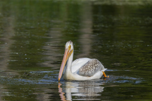 河上的美国白鹈鹕早晨图片下载