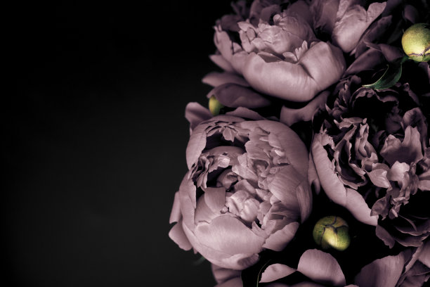 超现实的牡丹花束，黑色背景，柔和的焦点。深色的春天或夏天花的背景。节日鲜花概念图片下载