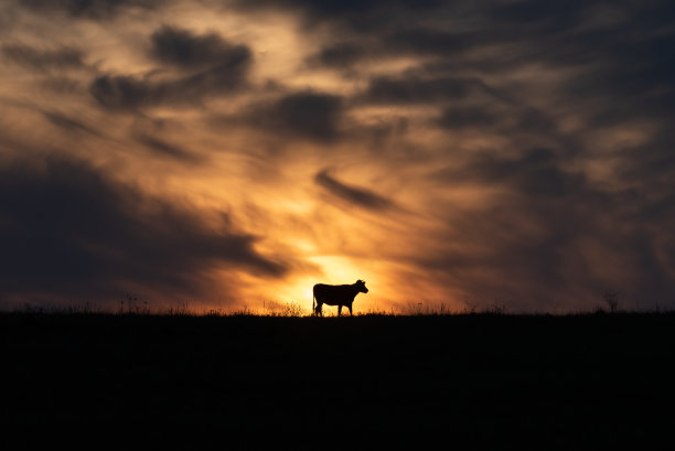 落日的剪影，一头牛在山顶上吃草。当太阳落山时，橙色的光图片下载