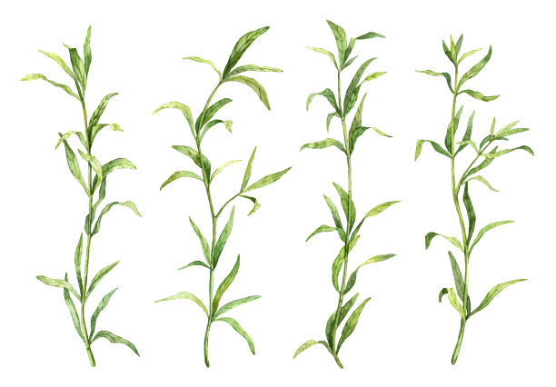 组龙蒿小枝孤立在白色的背景。水彩手绘香料香草。植物插图集合图片下载