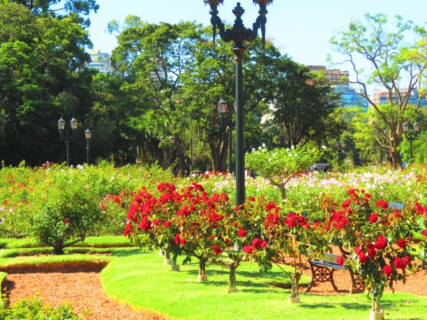 2月3日在巴勒莫公园的罗斯达尔公园。布宜诺斯艾利斯公园。图片下载