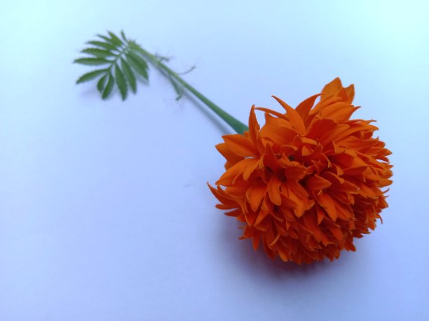 万寿菊鲜花图片下载