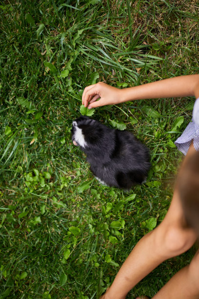 夏天，一个小女孩和坐在户外的黑豚鼠玩耍图片下载