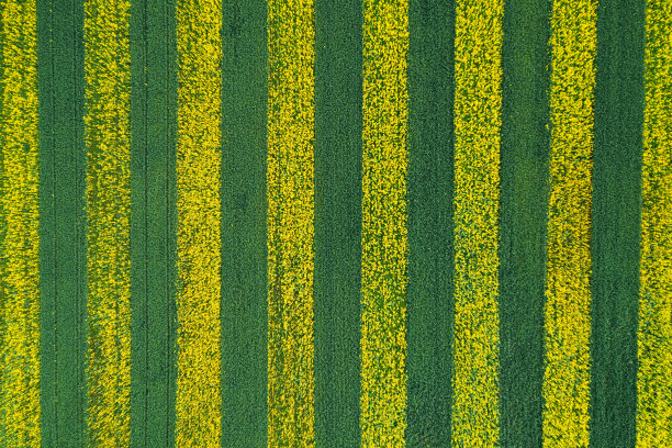 黄绿色的条纹在田野上播撒着油菜籽。美丽的鸟瞰图背景图片下载