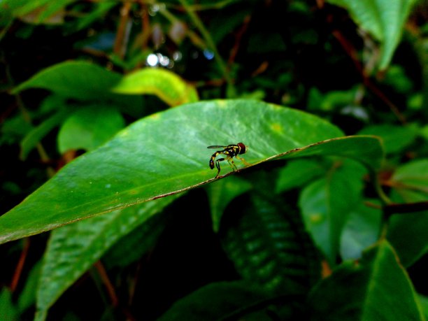昆虫马林邦多 - 波利斯特图片下载