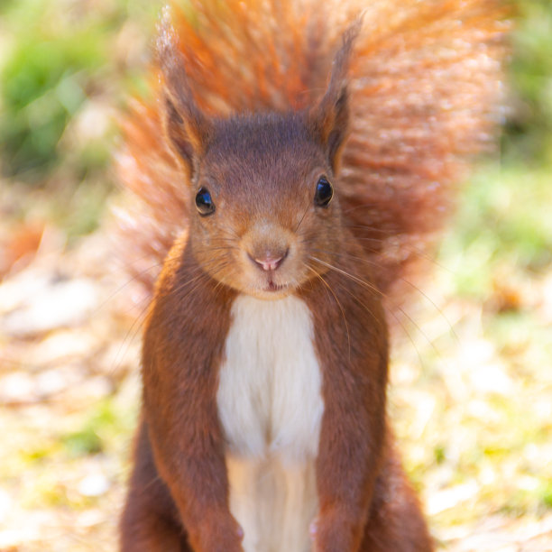 前面是红松鼠图片下载