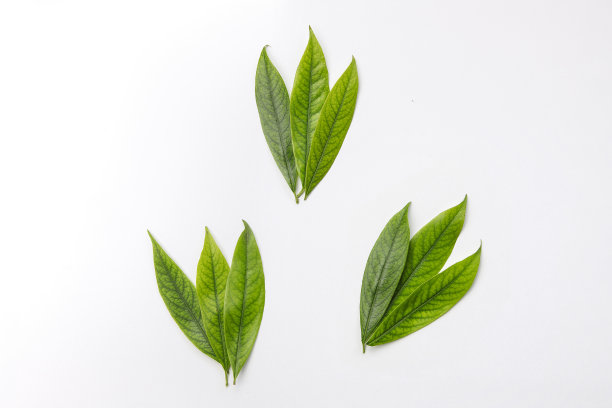 白色背景上的绿叶。装饰，植物图案，叶排列，平铺。图片下载