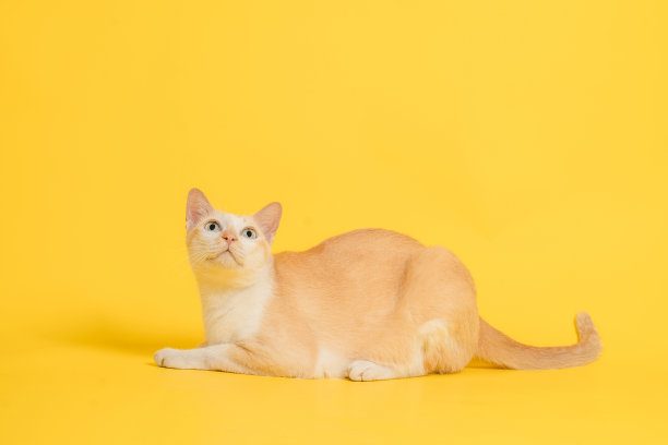 一只泰国猫蹲在一边，向上看了看。图片下载