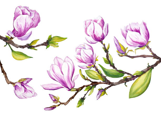 木兰枝上开着花。水彩插图在白色的背景。图片下载