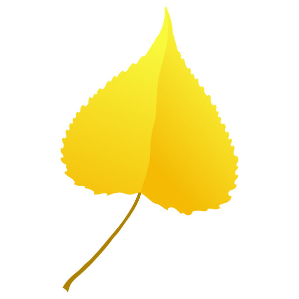 金秋白杨树叶孤立在白色背景上图片下载