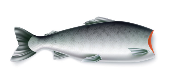 向量现实的鲑鱼鱼头切餐厅图片下载