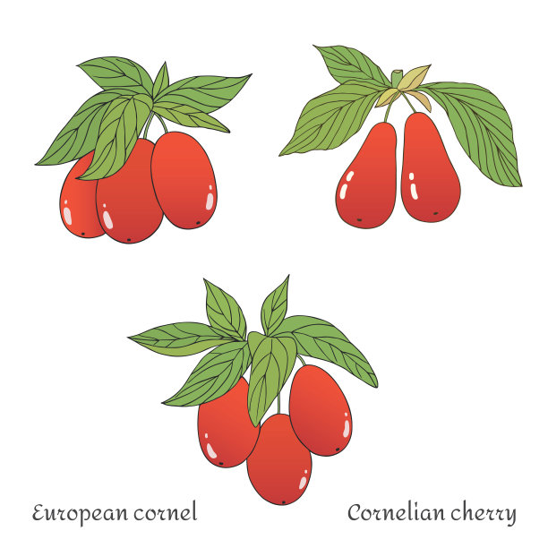 欧洲山茱萸illustration-02图片下载