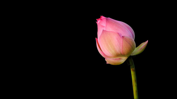 粉红色的荷花在黑色的背景。图片下载