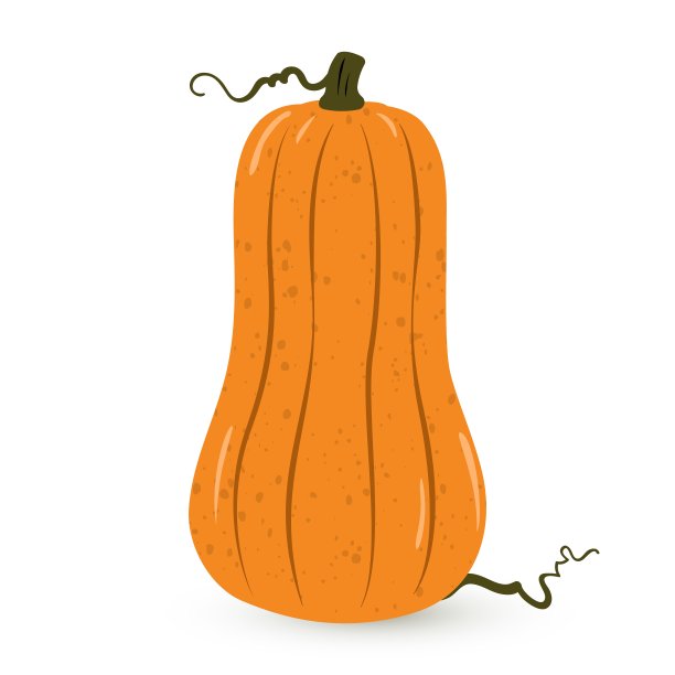 矢量南瓜插图的白色背景。卡通平孤立的橙色南瓜。秋天Cucurbita moschata。设计元素的农场市场，秋天的横幅，感恩节，万圣节的背景。图片下载