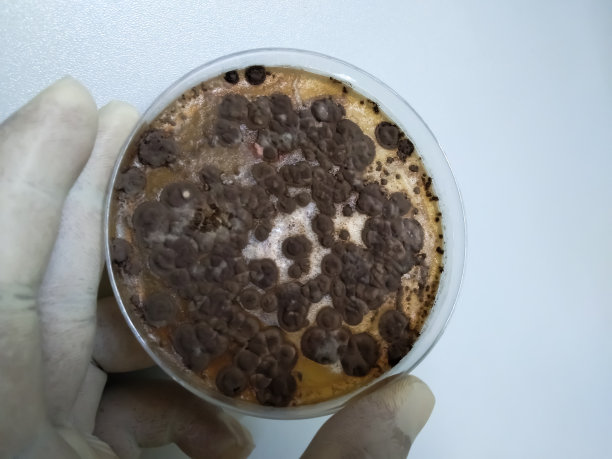 显示真菌生长的微生物学家。图片下载