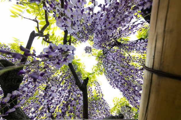 紫藤花，春日边市，琦玉县，日本图片下载