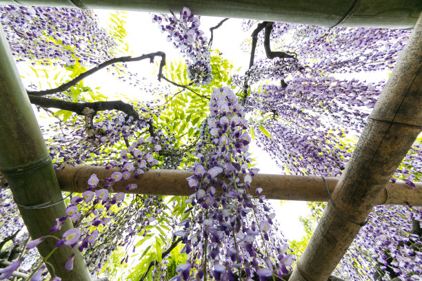 紫藤花，春日边市，琦玉县，日本图片下载