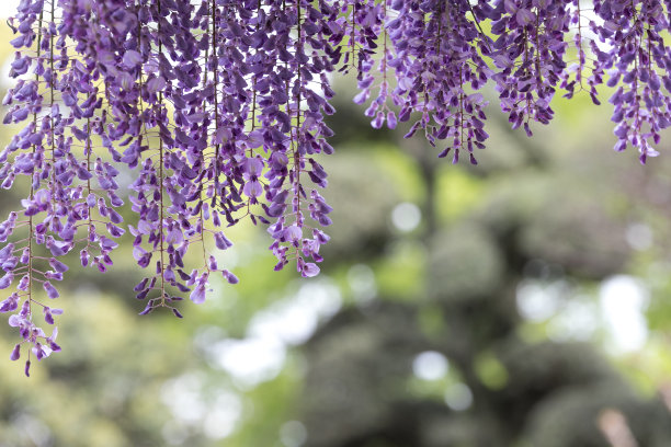 紫藤花，春日边市，琦玉县，日本图片下载