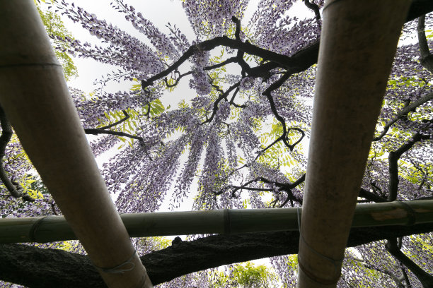 紫藤花，春日边市，琦玉县，日本图片下载