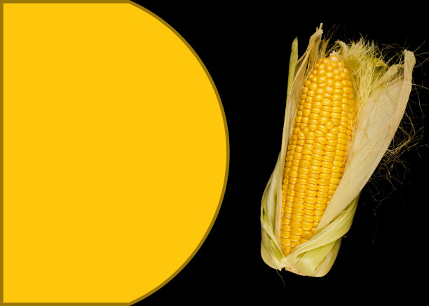 黑色背景下的玉米剥落了一半，照片中有文字的空间图片下载
