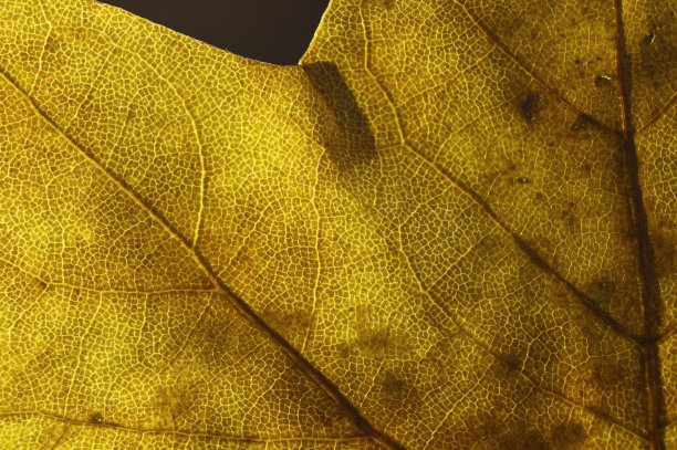 黑色背景的秋叶的横向照片。图片下载