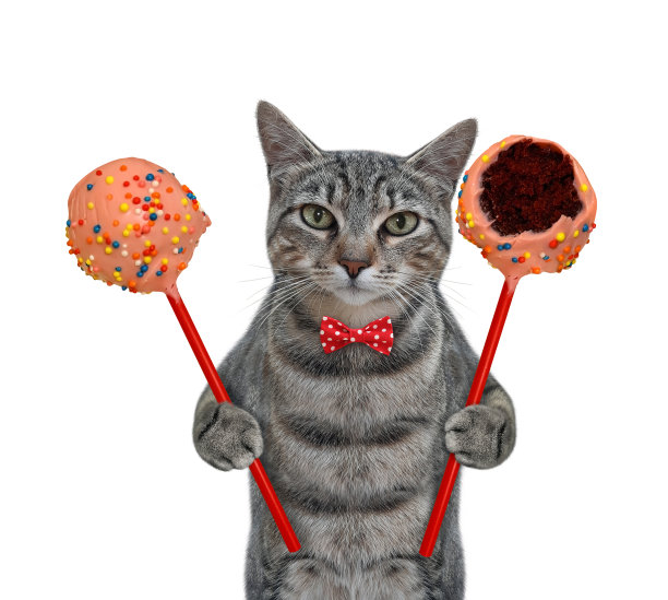 猫灰色拿着粉色巧克力棒棒糖蛋糕图片下载