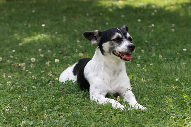 小黑白色的狗躺在草地上休息。狗在自然界中。把公园里的狗关起来。动物的生活。动物在自然界中。软选择聚焦图片下载