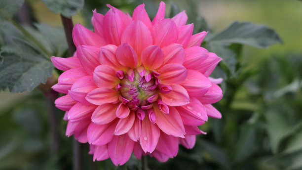 美丽的粉红色大丽花花近距离照片在自然与绿色的背景。园艺、园林、多年生花卉。美丽的粉红色大丽花在花园里盛开。问候,明信片图片下载