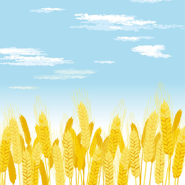 一片成熟的麦田，远处有磨坊。图片下载