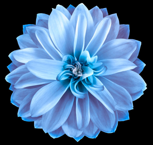 水彩大丽花蓝色。花孤立在黑色背景上。没有阴影与剪切路径。特写镜头。大自然。图片下载