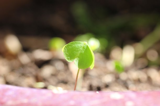 幼苗图片下载