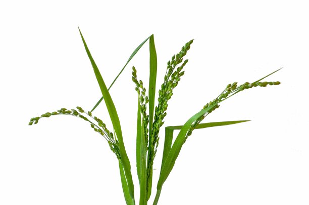 Panicum (panicgrass)是一个大属，约有450种禾草。图片下载