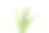 Panicum (panicgrass)是一个大属，约有450种禾草。图片下载