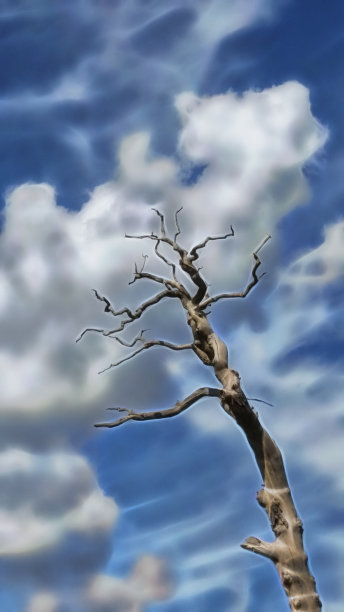 古老的橡树树干和树枝在冬天的蓝天背景下与白色的云朵景观图片下载