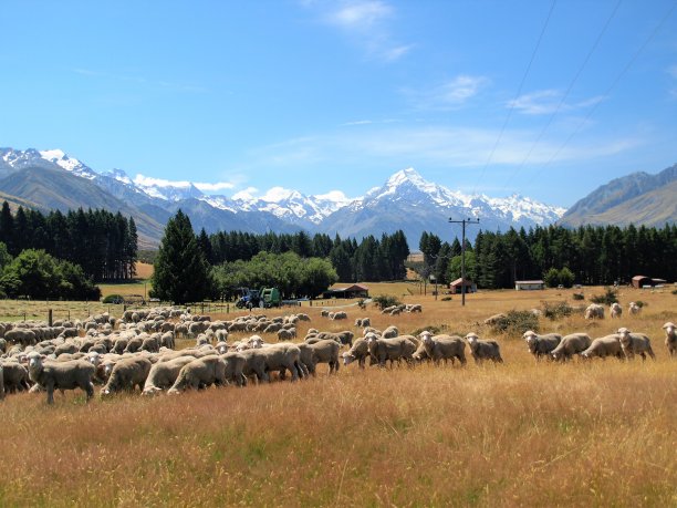 夏天的羊图片下载