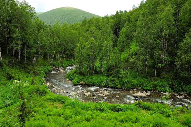 雨后的一条山间小河流，在暴风雨中流过夏季的森林。图片下载