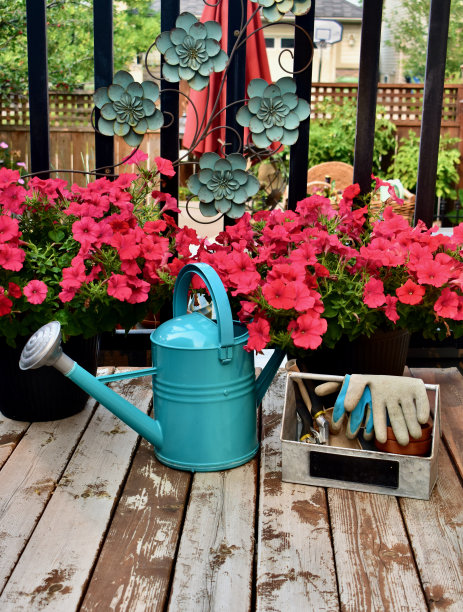 洒水罐和季节性的花卉花盆与华丽的夏季花朵和园艺工具。图片下载