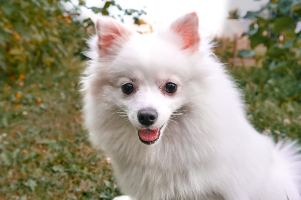 斯皮兹品种的白色毛茸茸的狗，舌头突出的狗。一个人最好和忠实的朋友，宠物，照顾和照顾，狗在公园散步图片下载
