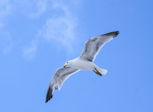 海鸥图片下载