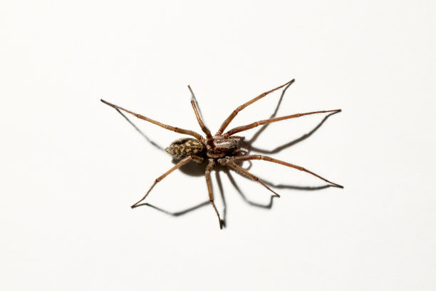 掠食性蜘蛛被隔离在白色背景上。Tegenaria agrestis)。大型家养蛛形纲动物的代表。恐惧或蜘蛛恐惧症。8条腿。特写镜头。副本的空间。工作室的照片。花朵形状的艺术图片下载