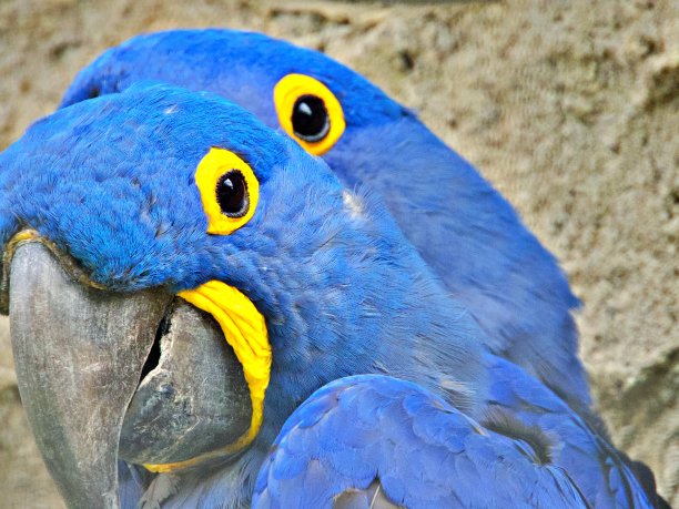 两个鹦鹉并排着图片下载