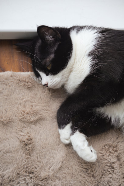 有趣可爱的黑白燕尾服猫躺在窗台靠近窗户的柔软毯子上，看着镜头。图片下载