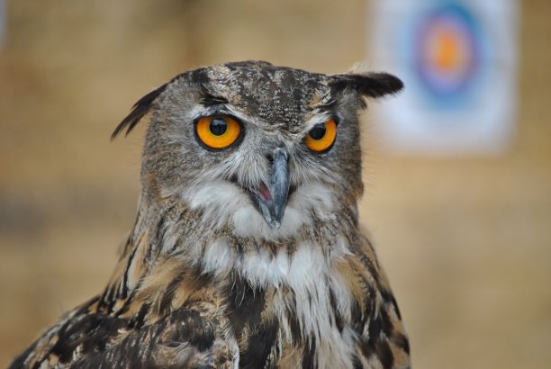 真正的猫头鹰图片下载