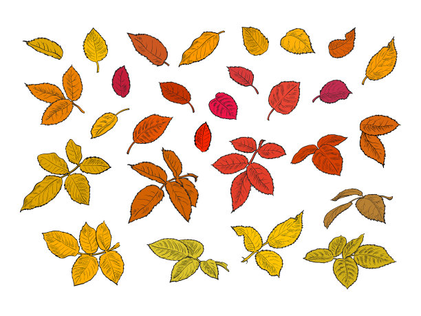 五颜六色的秋叶孤立在白色上图片下载