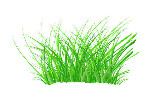 簇草孤立在白色背景上图片下载