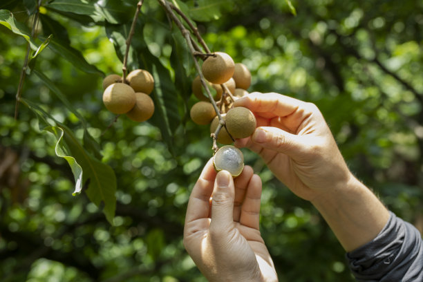 龙眼果子挂在树上图片下载